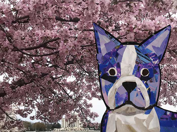 Bosty visits the cherry blossoms in DC by Megan Coyle