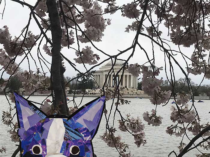 Bosty visits the cherry blossoms in DC by Megan Coyle