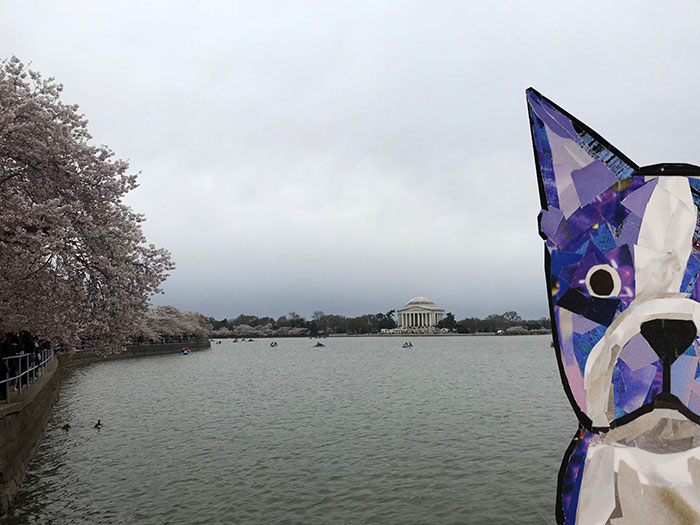 Bosty visits the cherry blossoms in DC by Megan Coyle