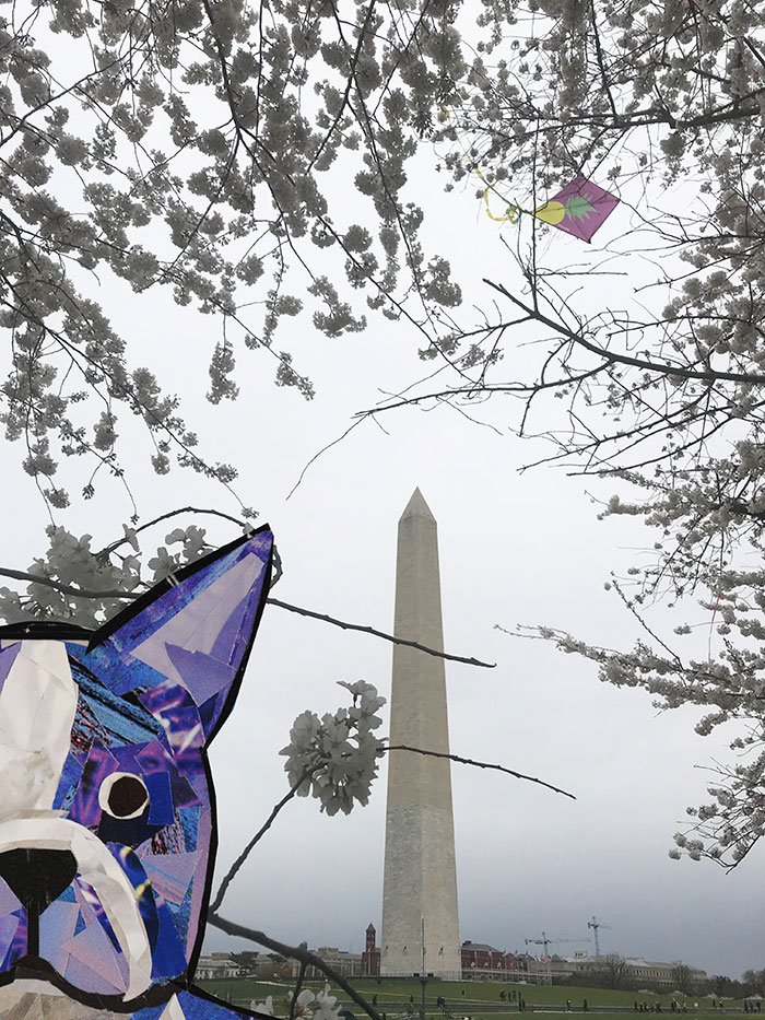 Bosty visits the cherry blossoms in DC by Megan Coyle