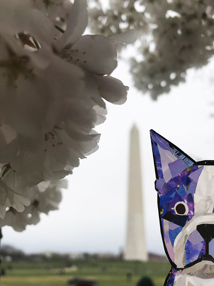 Bosty visits the cherry blossoms in DC by Megan Coyle