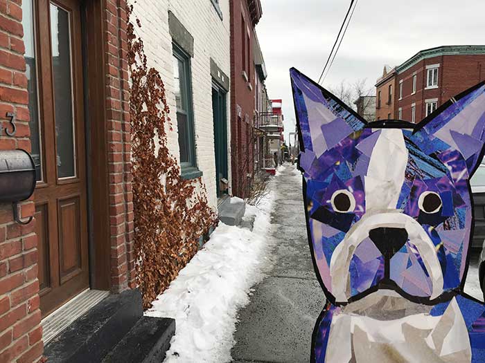 Bosty the Boston Terrier by Megan Coyle goes to Montreal