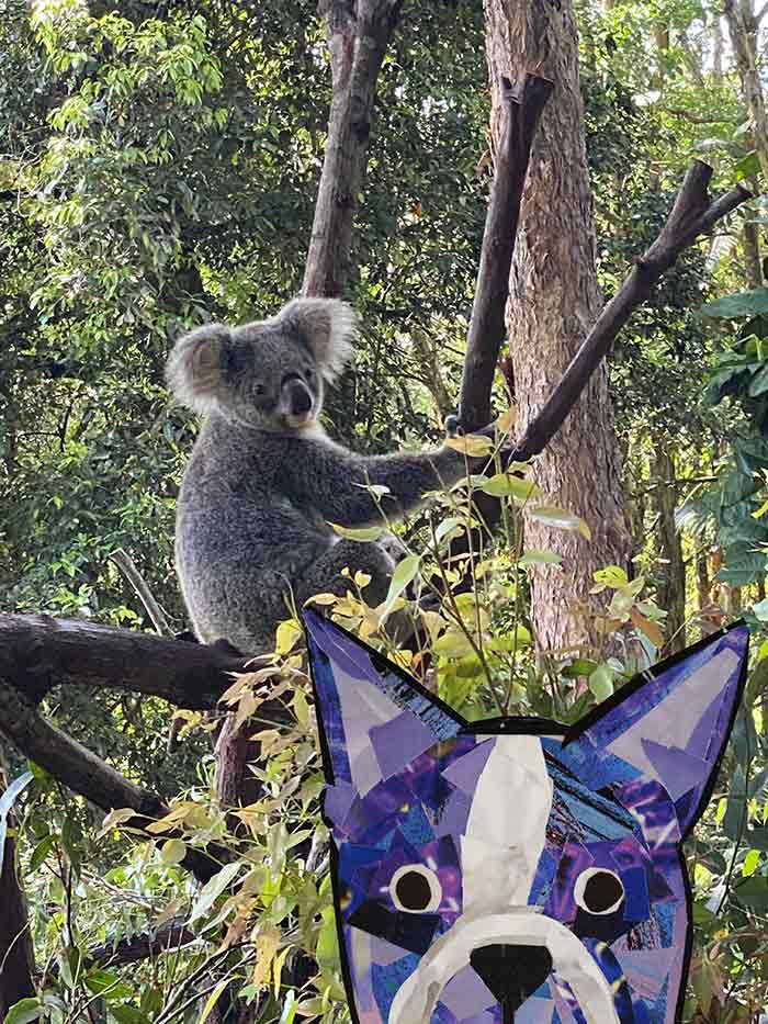 Bosty goes to Australia by Megan Coyle