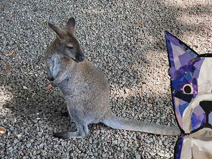 Bosty goes to Australia by Megan Coyle