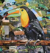 Toucan