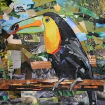 "Toucan" by Megan Coyle