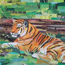 "Tiger" by Megan Coyle