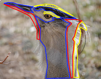 Photograph of a bird with the shapes outlined