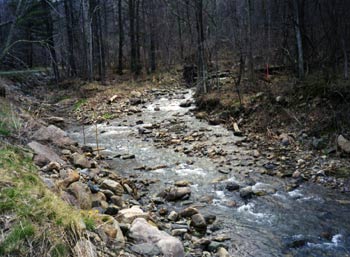If Fish lived in a creek...