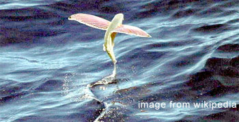 Fish is a flying fish
